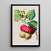 Flore d'Amérique drawn from nature on site Pl109 - Étienne Denisse — framed artwork on a wall