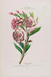 Flore d'Amérique dessinée d'après nature sur les lieux Pl111 - Étienne Denisse — artwork view