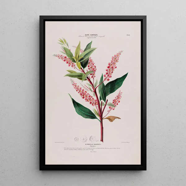 Etienne Denisse - Flore dAmerique dessinee dapres nature sur les lieux Pl112.webp