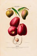 Flore d'Amérique drawn from nature on site Pl113 - Étienne Denisse — artwork view