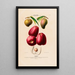 Flore d'Amérique drawn from nature on site Pl113 - Étienne Denisse — framed artwork on a wall