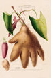 Flore d'Amérique drawn from nature on site Pl116 - Étienne Denisse — artwork view