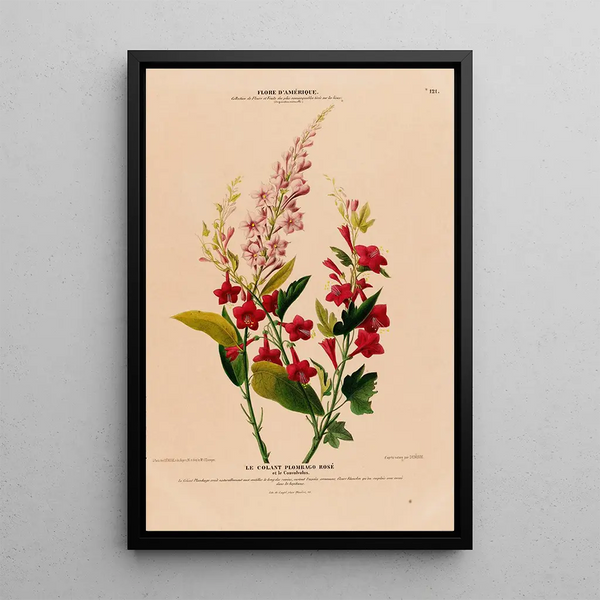 Etienne Denisse - Flore dAmerique dessinee dapres nature sur les lieux Pl121.webp