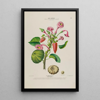 Etienne Denisse - Flore dAmerique dessinee dapres nature sur les lieux Pl143.webp