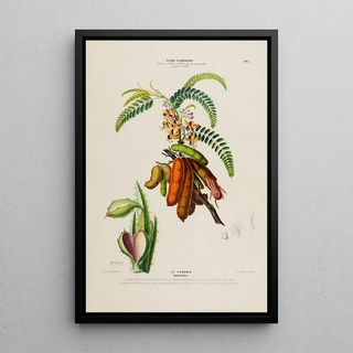 Etienne Denisse - Flore dAmerique dessinee dapres nature sur les lieux Pl145.webp