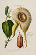 Flore d'Amérique drawn from nature on site Pl150 - Étienne Denisse — artwork view