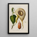 Flore d'Amérique drawn from nature on site Pl150 - Étienne Denisse — framed artwork on a wall