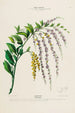 Flore d'Amérique drawn from nature on site Pl151 - Étienne Denisse — artwork view