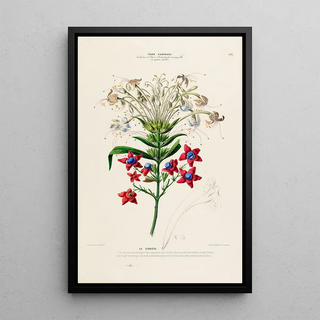 Etienne Denisse - Flore dAmerique dessinee dapres nature sur les lieux Pl152.webp