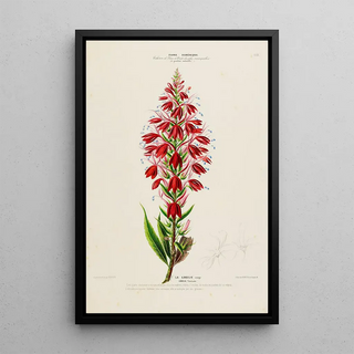 Etienne Denisse - Flore dAmerique dessinee dapres nature sur les lieux Pl153.webp