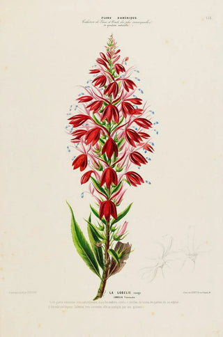 Etienne Denisse - Flore dAmerique dessinee dapres nature sur les lieux Pl153.webp