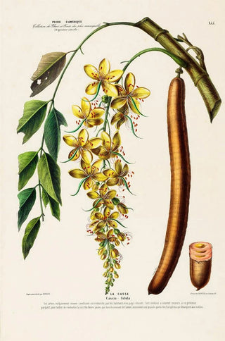 Etienne Denisse - Flore dAmerique dessinee dapres nature sur les lieux Pl155.webp