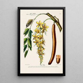 Etienne Denisse - Flore dAmerique dessinee dapres nature sur les lieux Pl155.webp