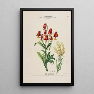 Etienne Denisse - Flore dAmerique dessinee dapres nature sur les lieux Pl157.webp