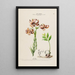 Flore d'Amérique drawn from nature on site Pl158 - Étienne Denisse — framed artwork on a wall