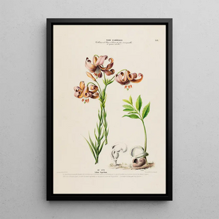 Etienne Denisse - Flore dAmerique dessinee dapres nature sur les lieux Pl158.webp