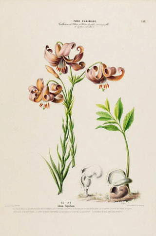 Etienne Denisse - Flore dAmerique dessinee dapres nature sur les lieux Pl158.webp