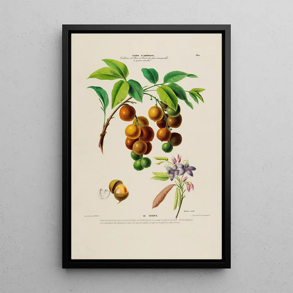 Etienne Denisse - Flore dAmerique dessinee dapres nature sur les lieux Pl160.webp