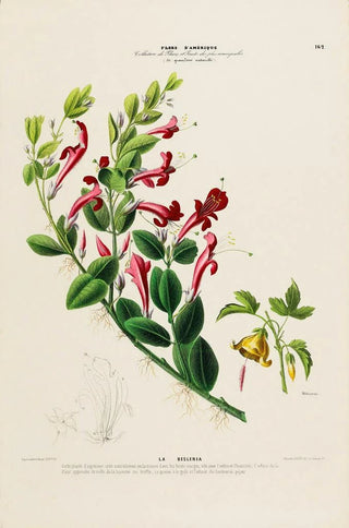 Etienne Denisse - Flore dAmerique dessinee dapres nature sur les lieux Pl162.webp