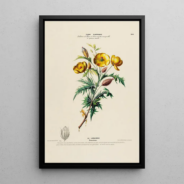 Etienne Denisse - Flore dAmerique dessinee dapres nature sur les lieux Pl164.webp