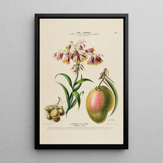 Etienne Denisse - Flore dAmerique dessinee dapres nature sur les lieux Pl165.webp