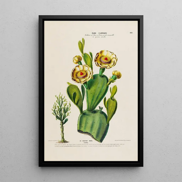 Etienne Denisse - Flore dAmerique dessinee dapres nature sur les lieux Pl168.webp