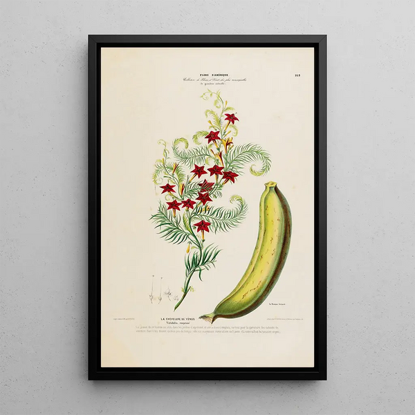 Etienne Denisse - Flore dAmerique dessinee dapres nature sur les lieux Pl169.webp