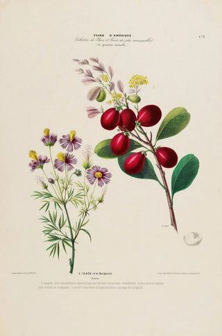 Etienne Denisse - Flore dAmerique dessinee dapres nature sur les lieux Pl173.webp