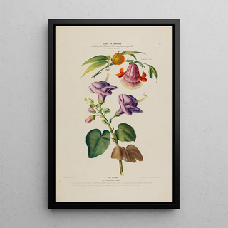 Etienne Denisse - Flore dAmerique dessinee dapres nature sur les lieux Pl177.webp