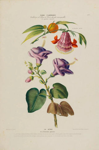 Etienne Denisse - Flore dAmerique dessinee dapres nature sur les lieux Pl177.webp