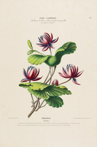 Etienne Denisse - Flore dAmerique dessinee dapres nature sur les lieux Pl178.webp