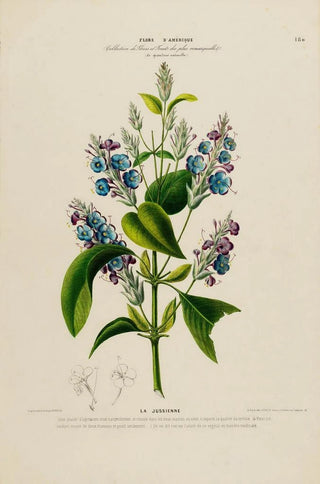 Etienne Denisse - Flore dAmerique dessinee dapres nature sur les lieux Pl180.webp