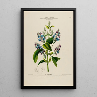 Etienne Denisse - Flore dAmerique dessinee dapres nature sur les lieux Pl180.webp