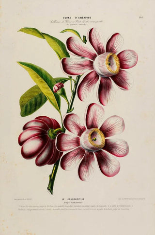 Etienne Denisse - Flore dAmerique dessinee dapres nature sur les lieux Pl181.webp