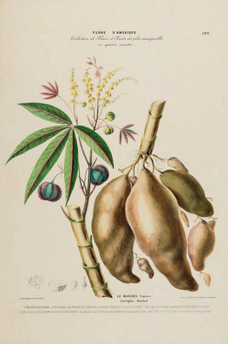 Etienne Denisse - Flore dAmerique dessinee dapres nature sur les lieux Pl189.webp