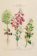 Flore d'Amérique drawn from nature on site Pl193 - Étienne Denisse — artwork view