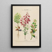 Flore d'Amérique drawn from nature on site Pl193 - Étienne Denisse — framed artwork on a wall