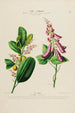 Flore d'Amérique drawn from nature on site Pl194 - Étienne Denisse — artwork view
