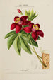 Flore d'Amérique drawn from nature on site Pl197 - Étienne Denisse — artwork view
