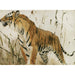 Riproduzione del dipinto Studio di una tigre - Wilhelm Kuhnert