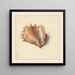 Study of a Shell - Albertus Steenbergen — framed artwork on a wall