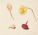Riproduzione del dipinto Studio di fiori e verdure - Johanna Fosie