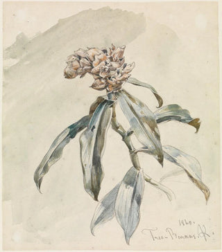 Ferdinand Keller - Pflanzenstudie.webp