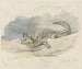 Studie eines Alligators - Ferdinand Keller — Ansicht des Kunstwerks