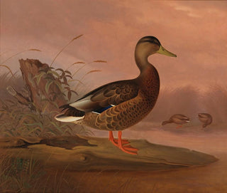 Ferdinand von Wright - Mallard.webp