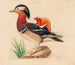 Ente Mandarinen - Ferdinand von Wright — Ansicht des Kunstwerks