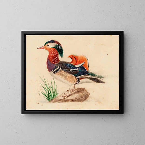 Paperotto mandarino - Ferdinand von Wright — quadro incorniciato alla parete