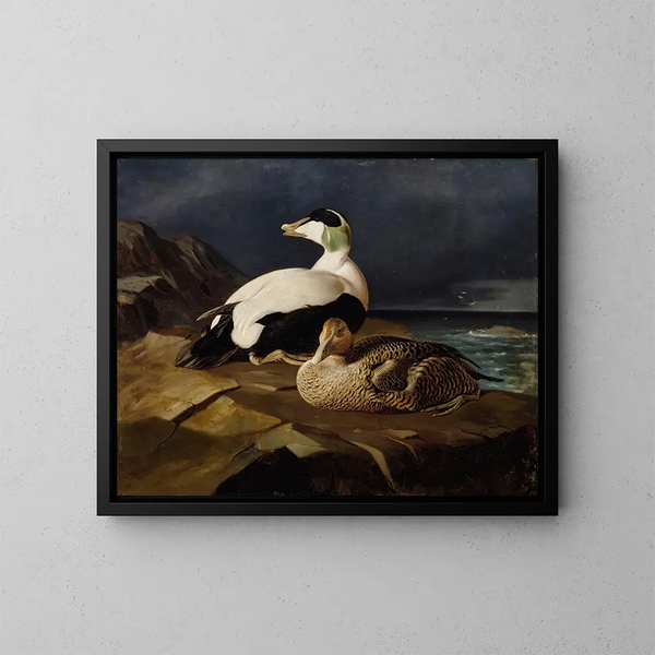 Paio di eider a piume su una roccia - Ferdinand von Wright — quadro incorniciato alla parete