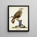 Buse pattue - Ferdinand von Wright — framed artwork on a wall
