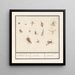 Blatt mit dreizehn fliegenden Insekten, blutlose Tiere, insectae Insekten - Anselmus Botius de Boodt — gerahmtes Bild an der Wand